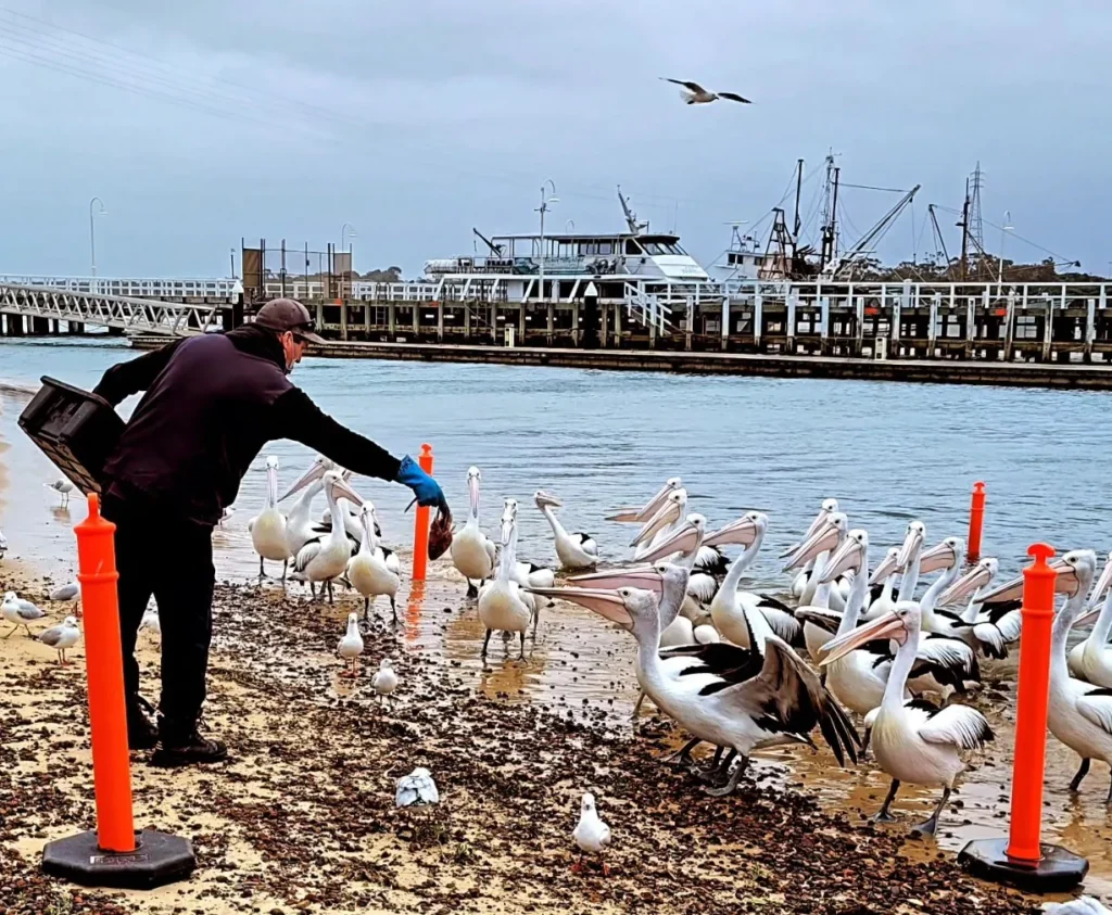 Pelicans in San Remo