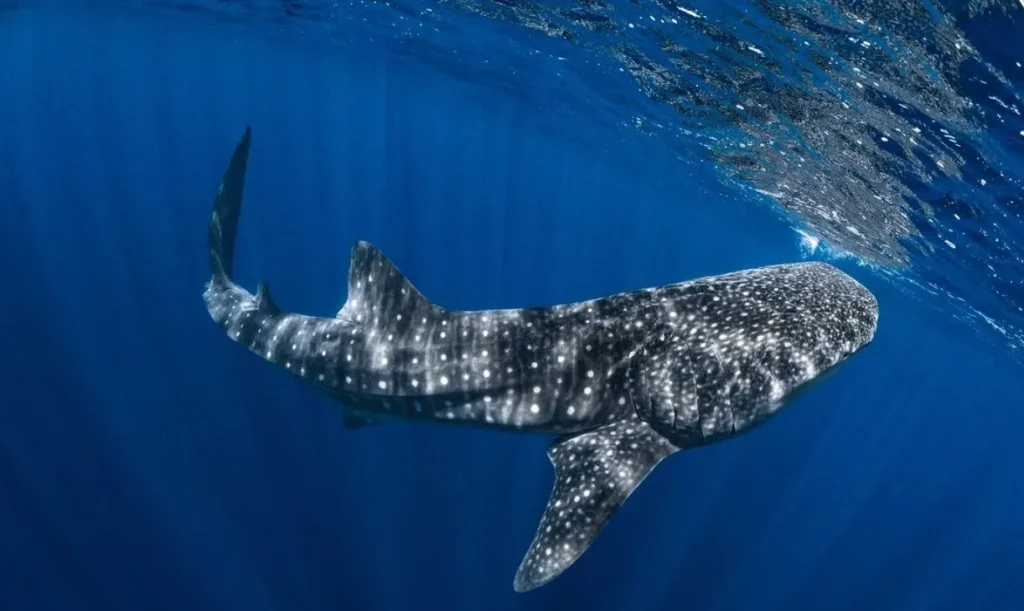Swim with whale sharks