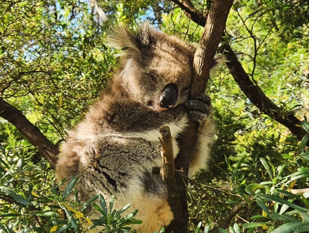 The Koala Conservation Centre