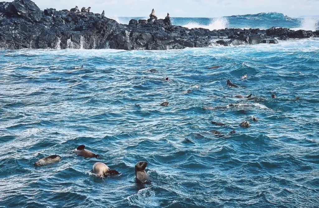  Whales and seals at Nobby