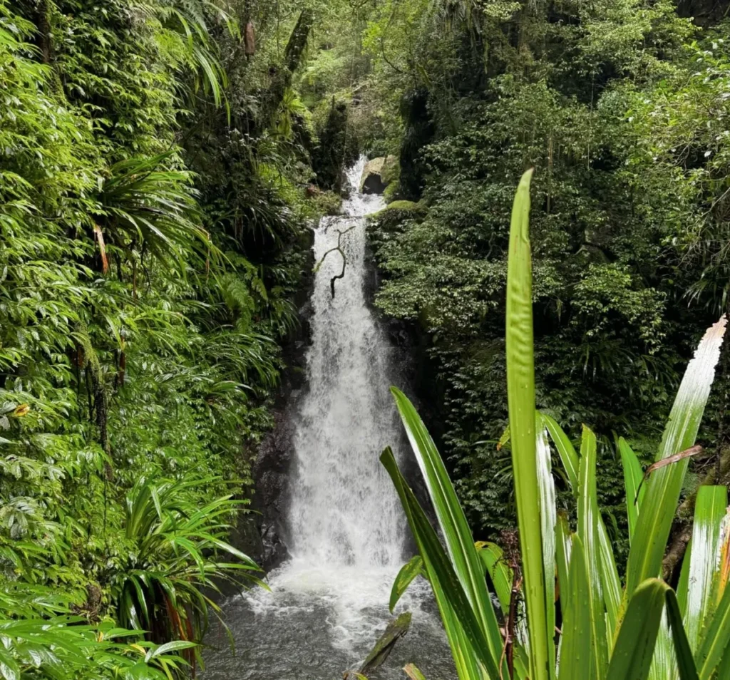 Lamington National Park