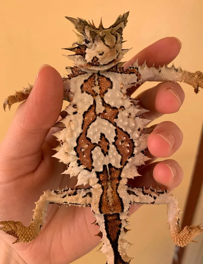 Alice Springs Wildlife