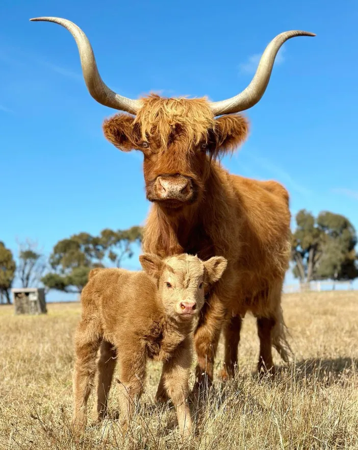 Farm Animals and Agricultural Demonstrations