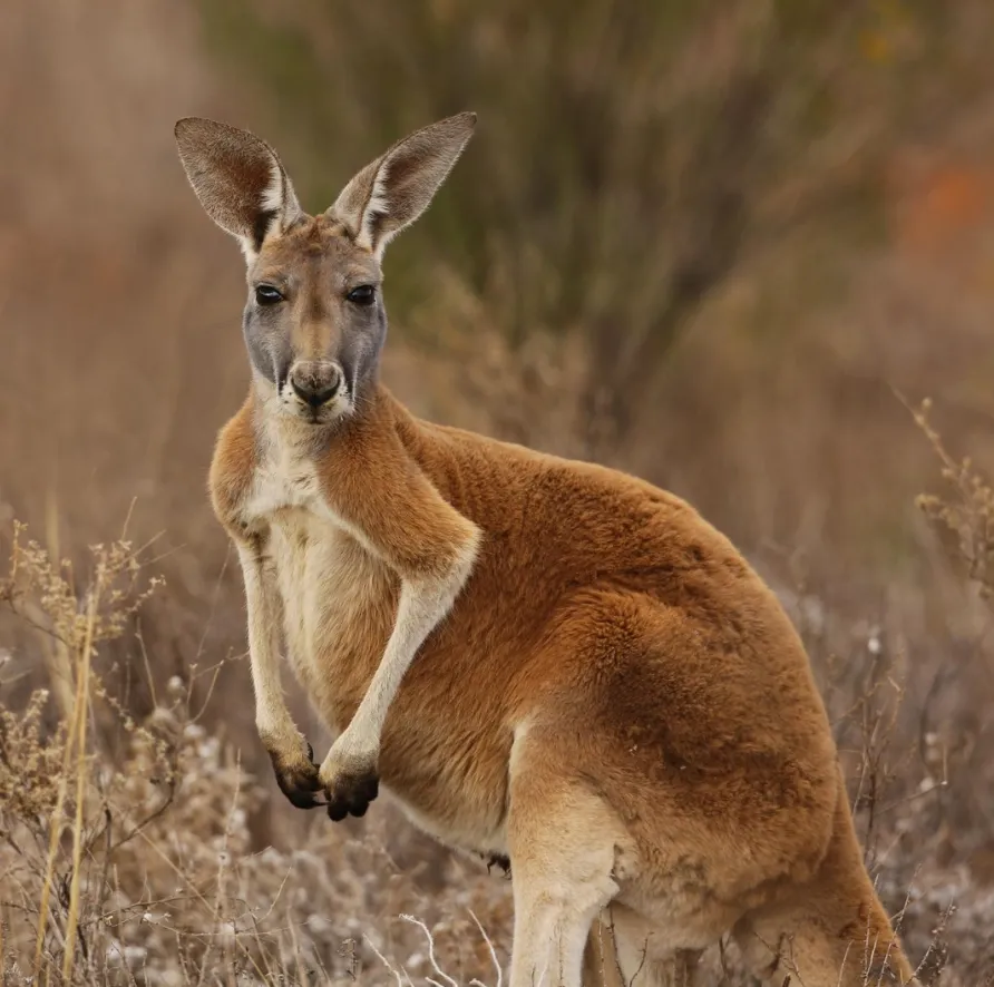 Red Kangaroo