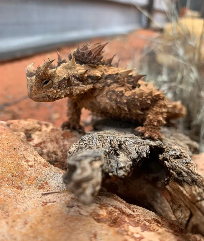 Thorny Devil