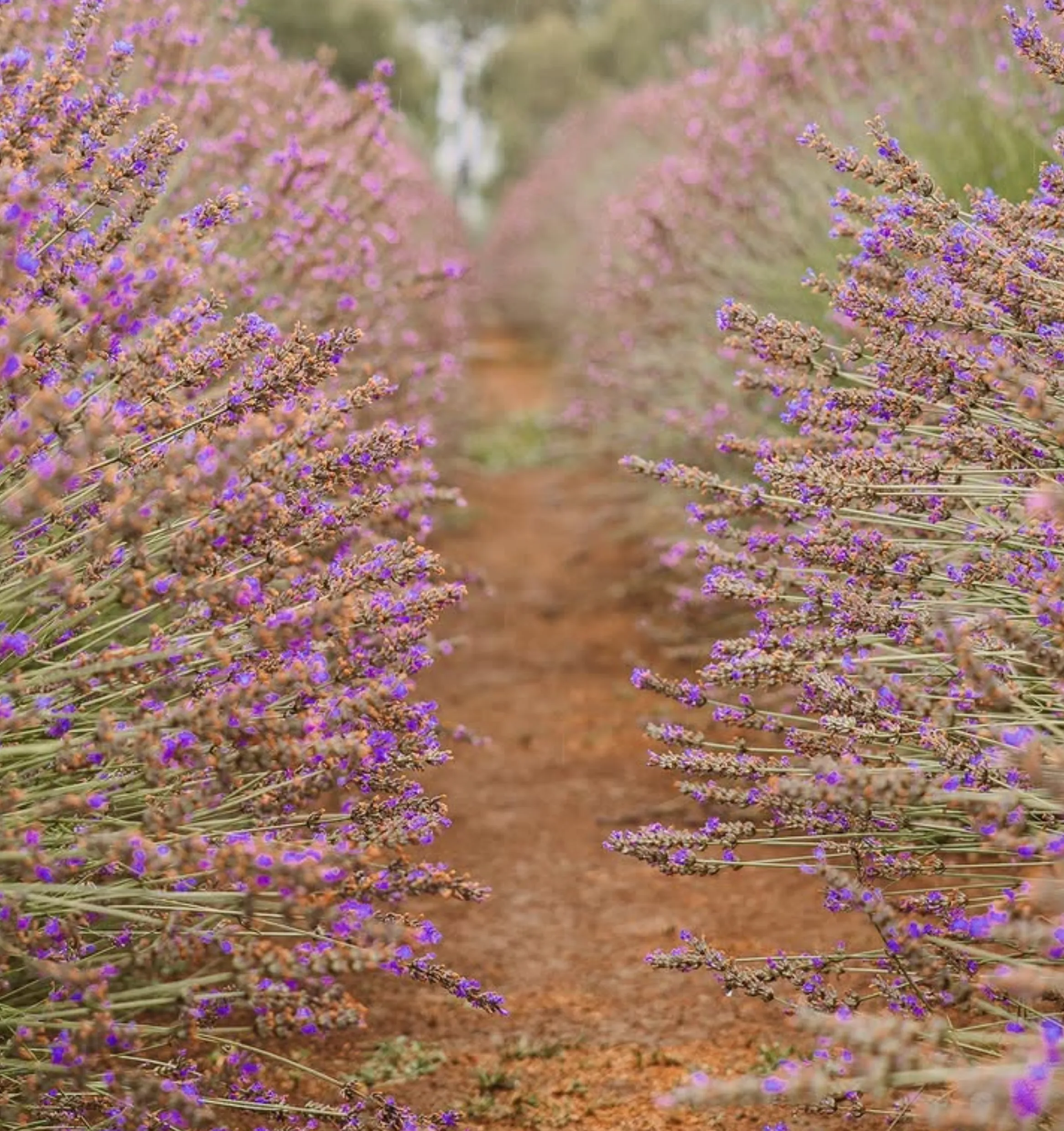 Wandin North lavender farm