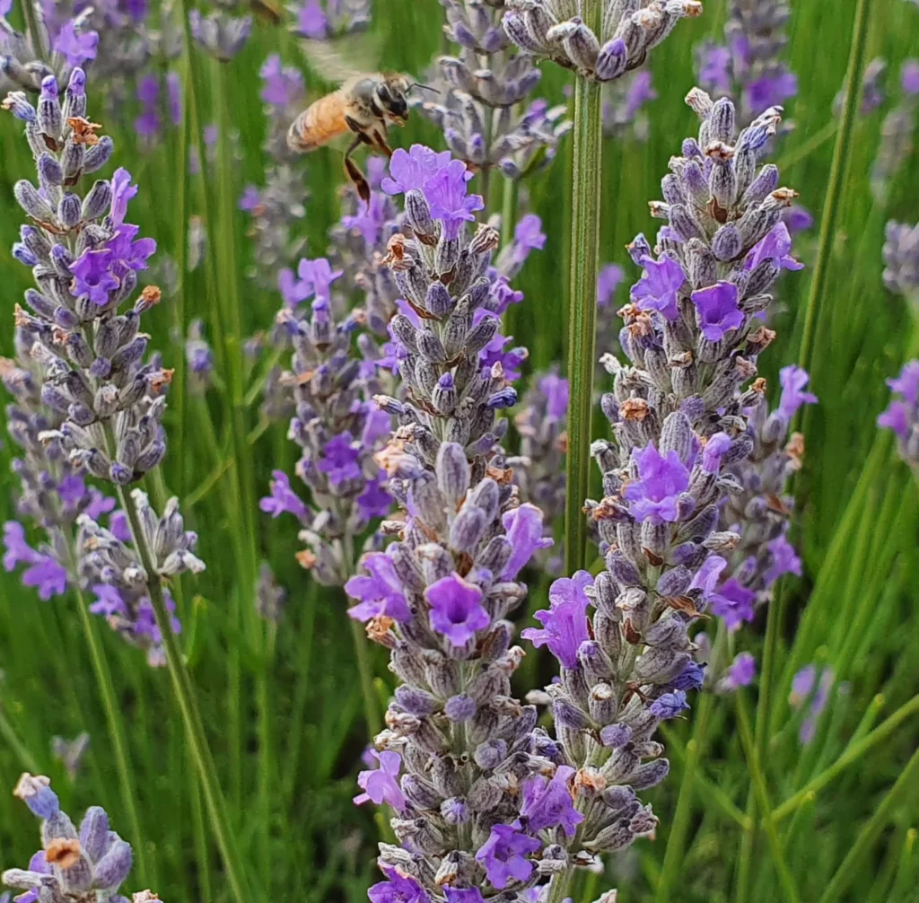 Warratina Lavender Farm