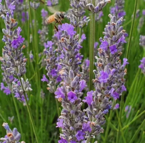 Warratina Lavender Farm