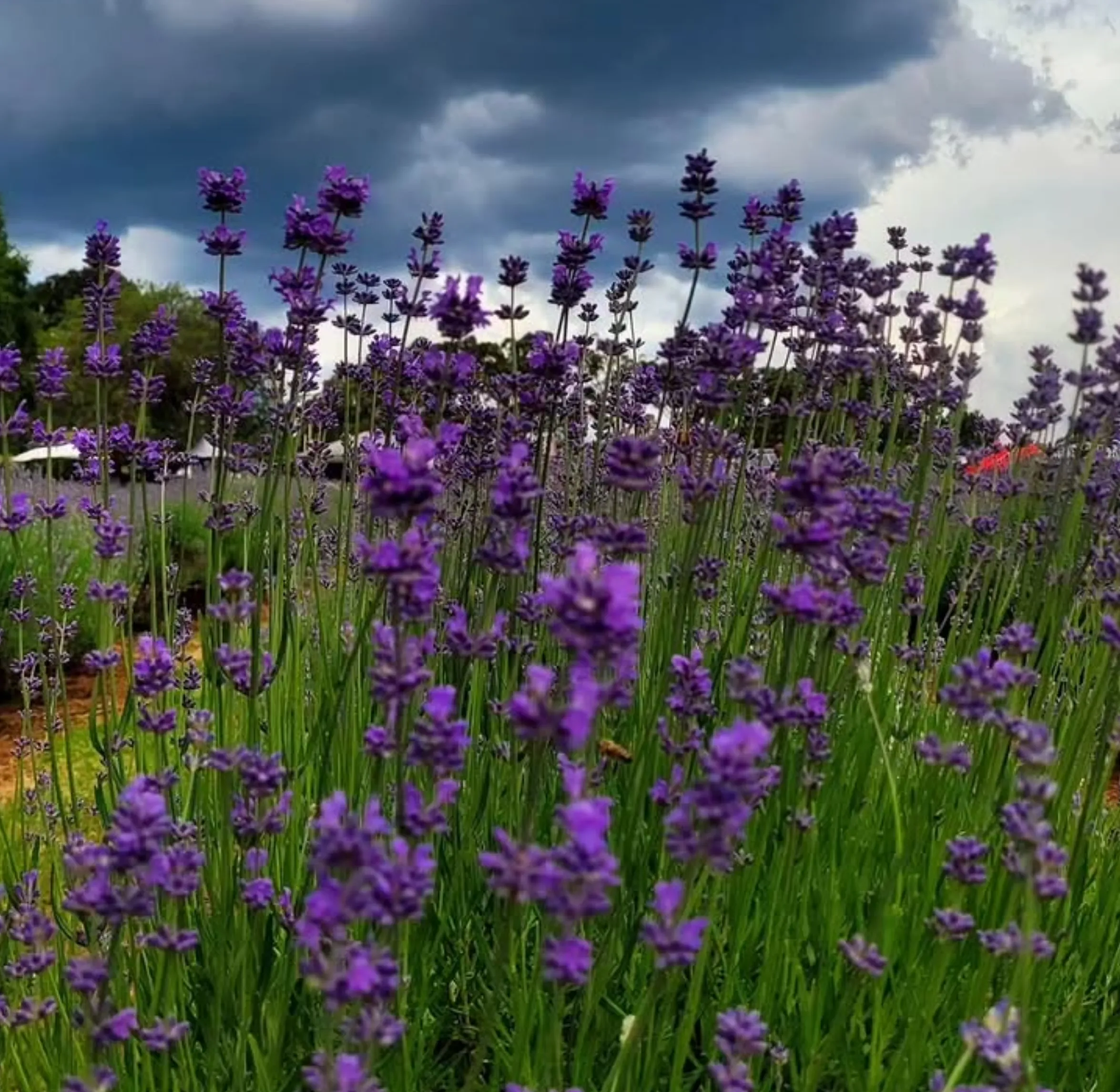 Yarra Valley lavender fields