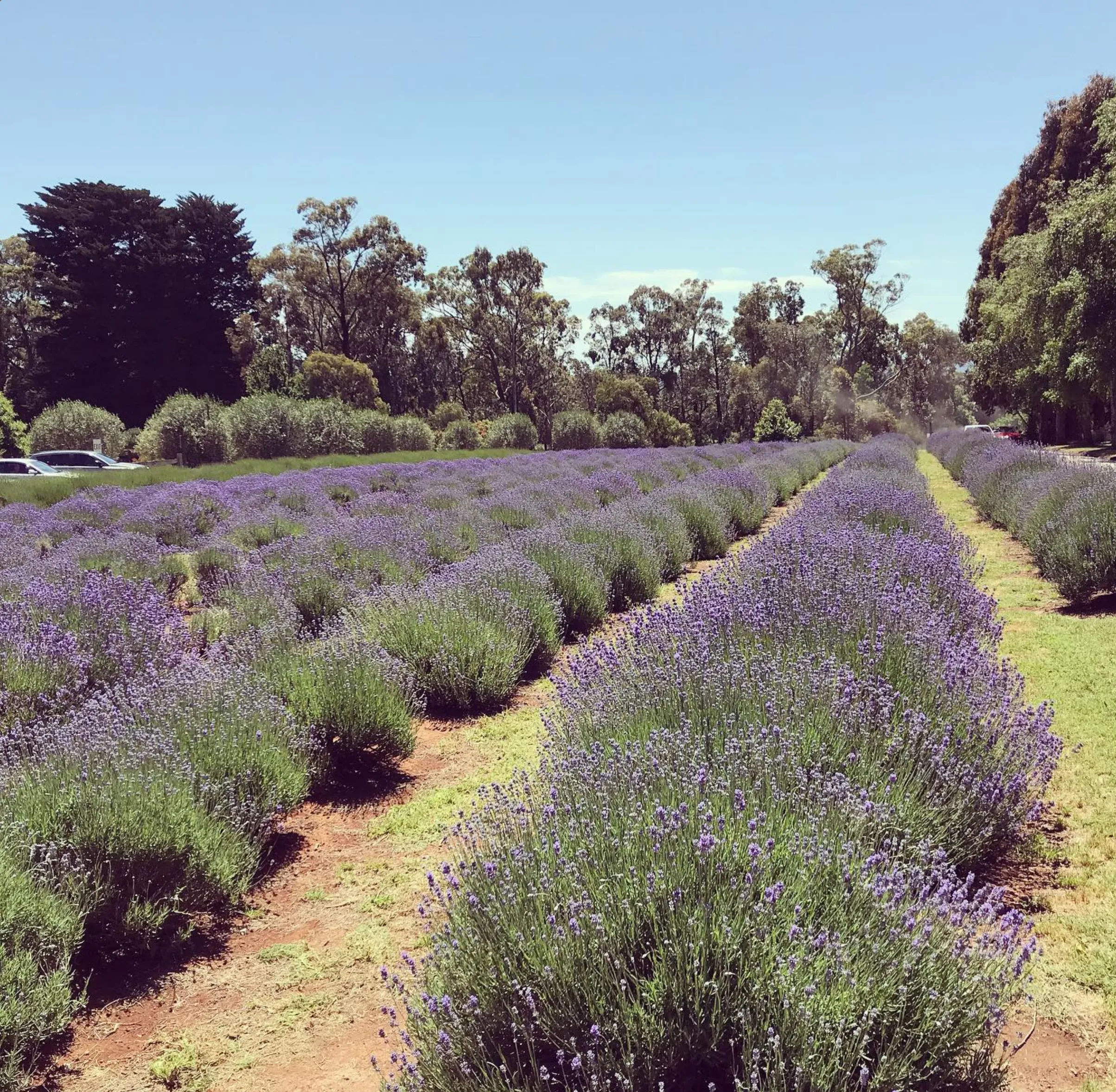 lavender bloom Yarra Valley