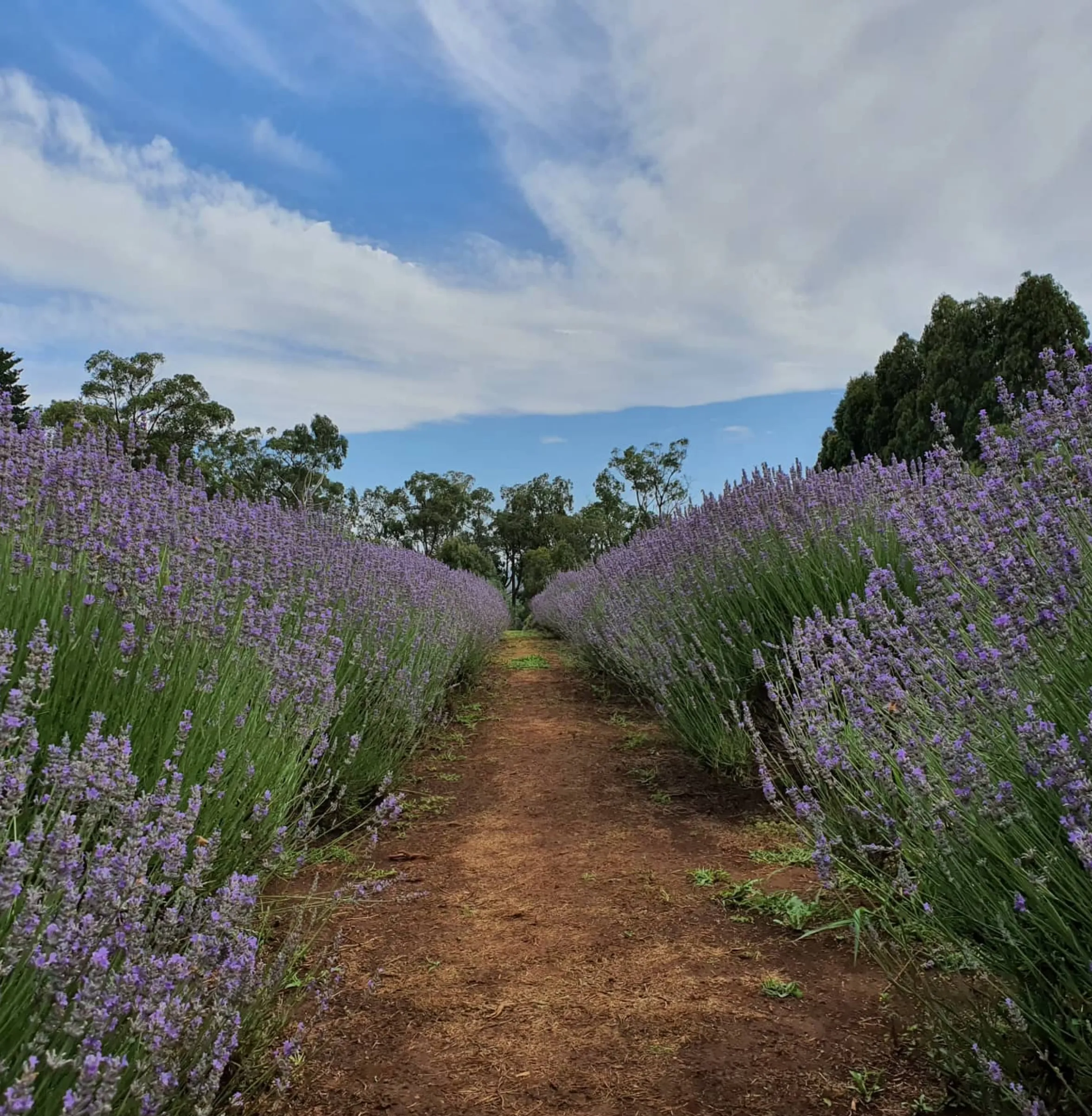 lavender season Victoria