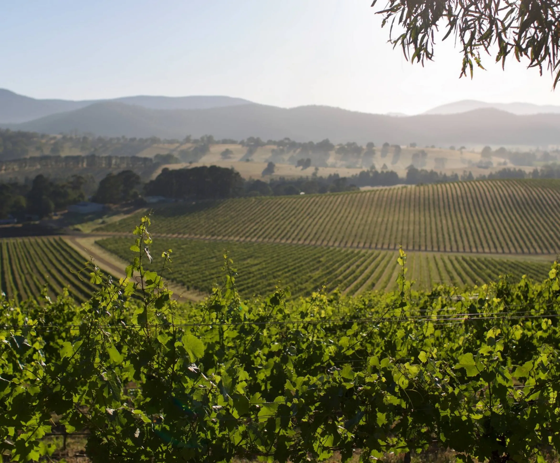 Yarra Valley vs Mornington Peninsula