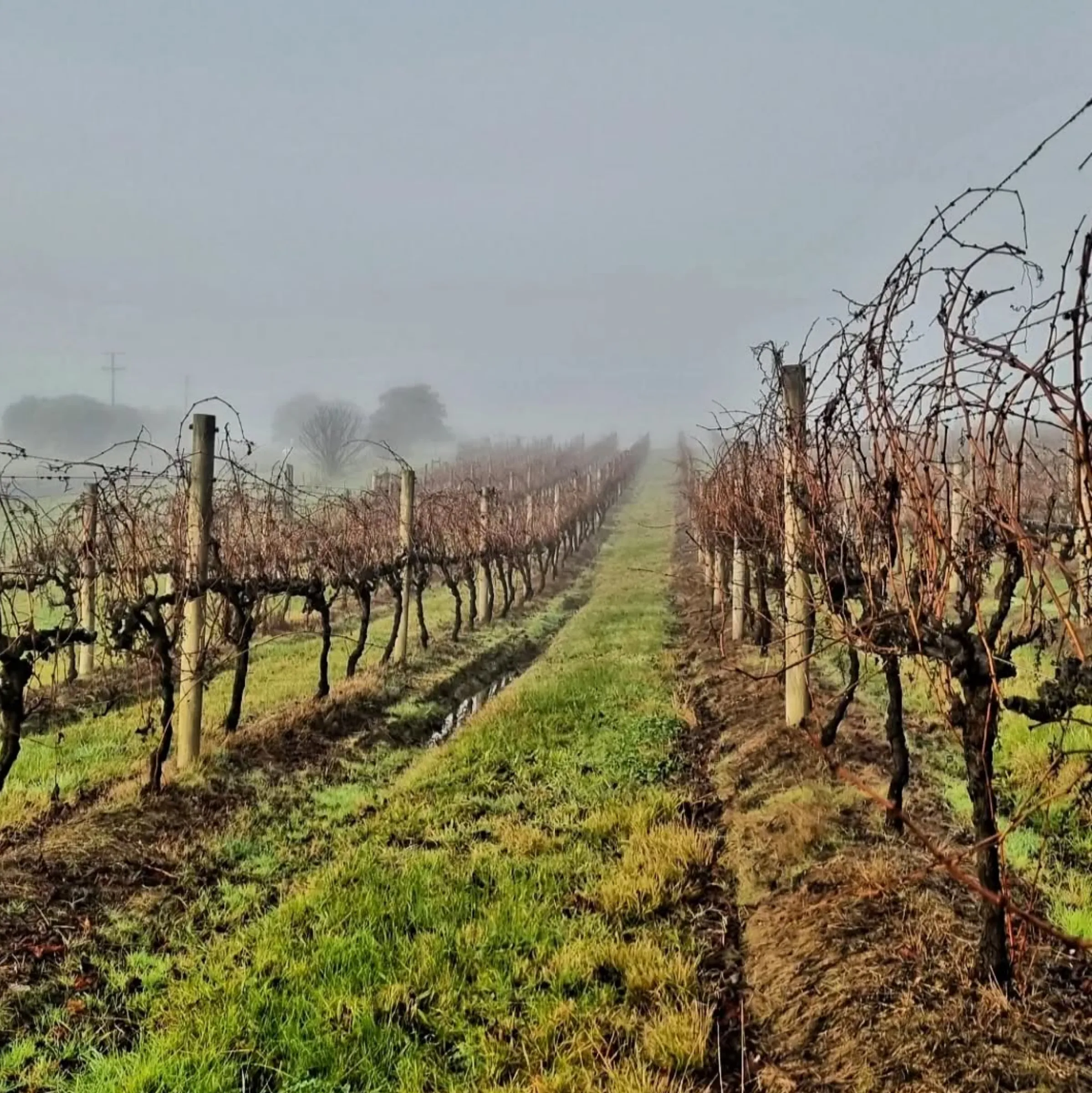 winter Pinot Noir tasting