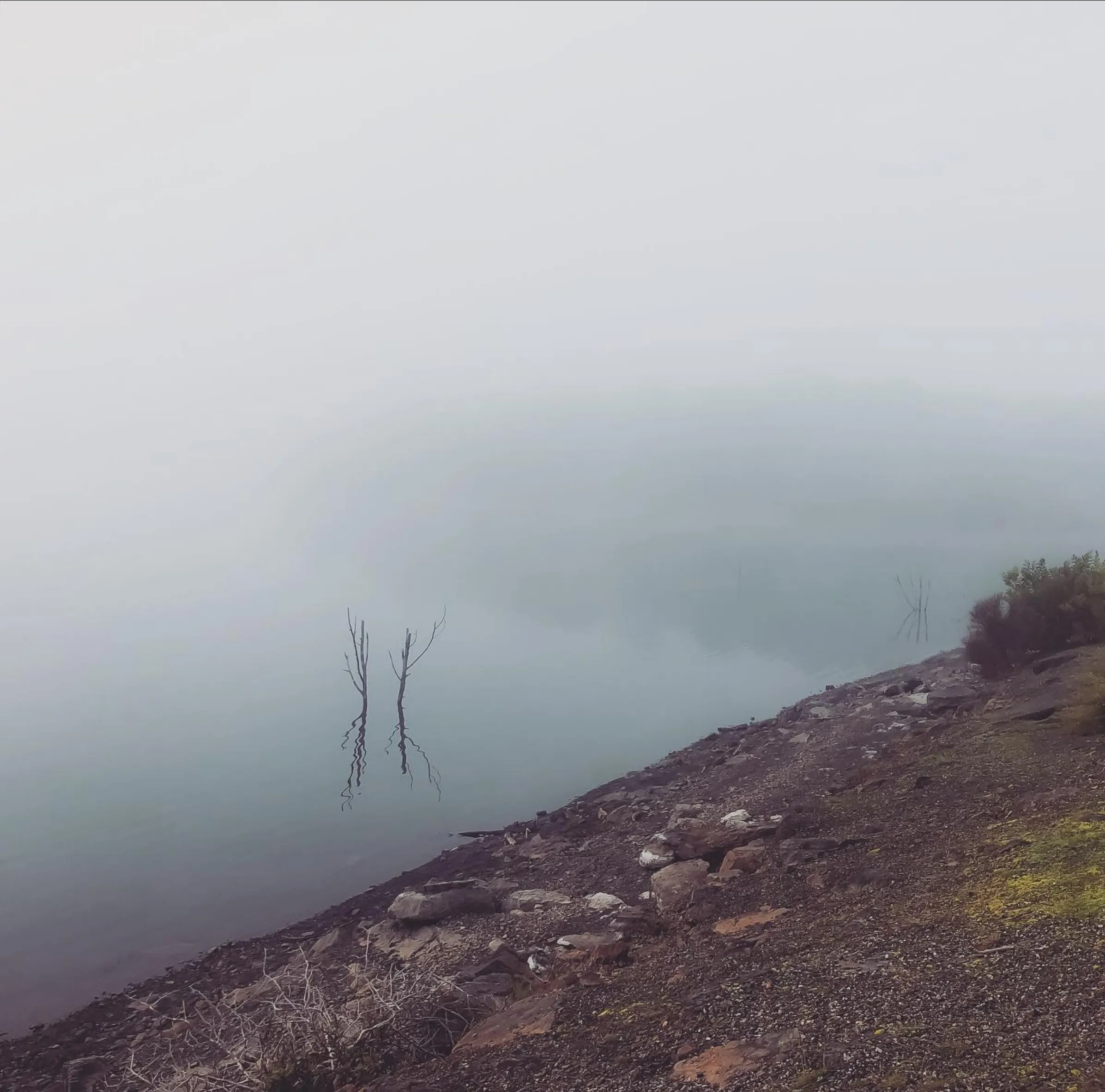 winter wildlife near vineyards