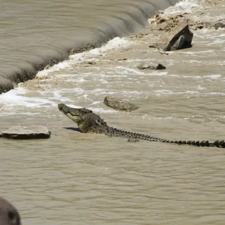 kakadu day trip from darwin