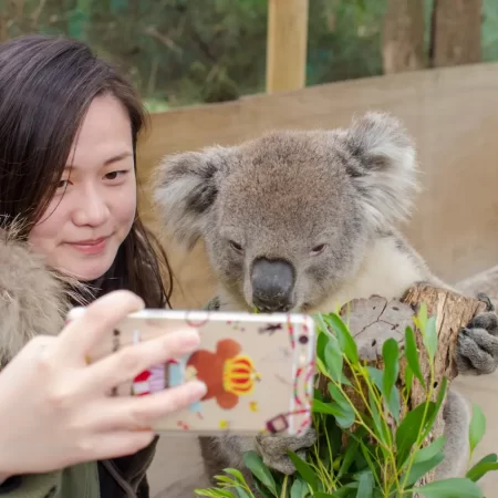 phillip island day tour