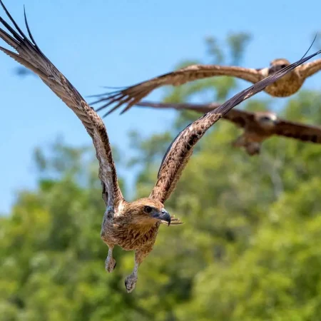 crocodile tours darwin