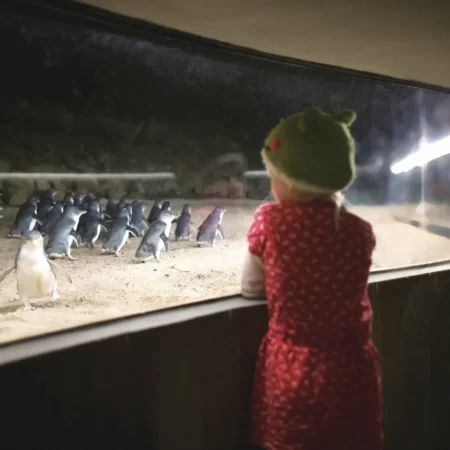 phillip island penguin tours