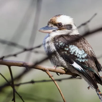hiking tours grampians