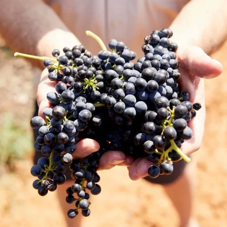 hunter valley wine tours half day