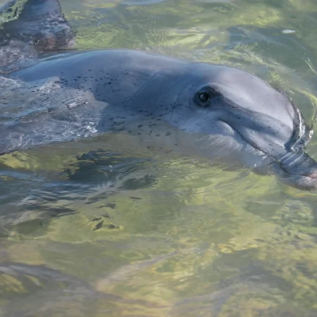 monkey mia tours from perth