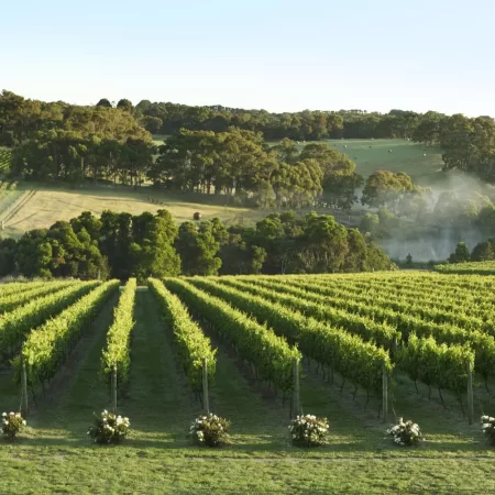 winery tours mornington peninsula