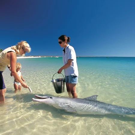 perth to monkey mia tours