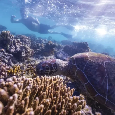 whale shark tours exmouth