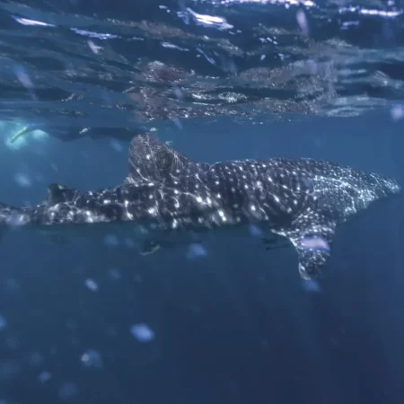 whale shark tours