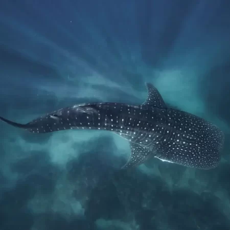 whale shark tour exmouth