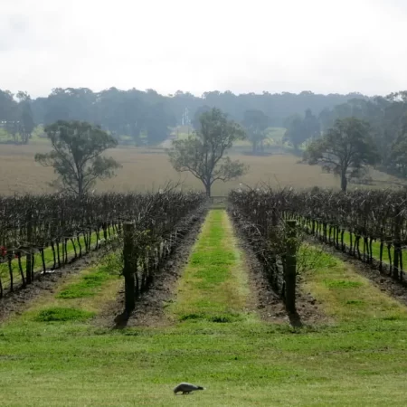 half day wine tour hunter valley